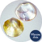 8698-P1 - Polished Oyster - Gold Pearl - Decor Pack